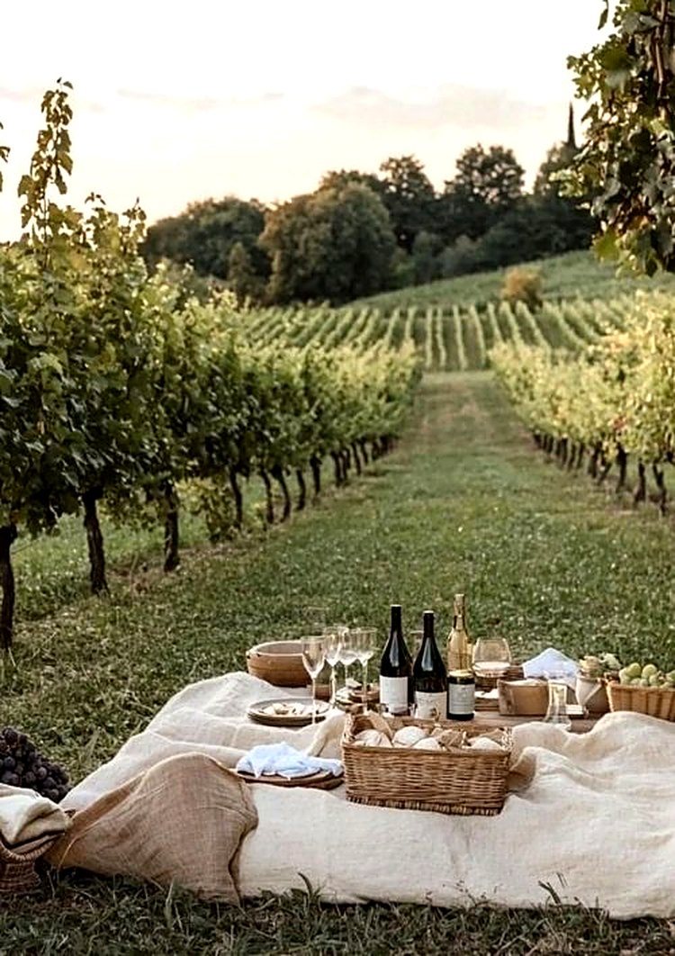 Picnic con vino tra le vigne