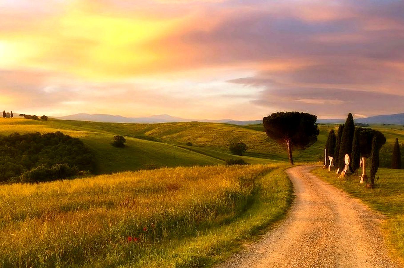 Strada bianca con pini al tramonto